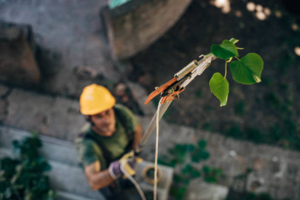 How Our Tree Care Process Works  in  Lake Placid, FL