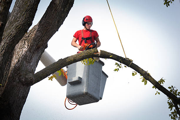 Leaf Removal in Lake Placid, FL