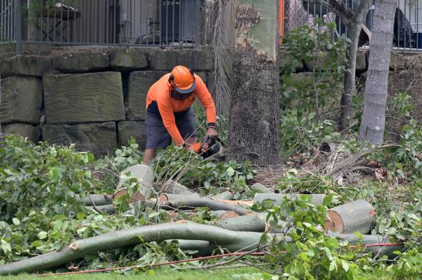 Lake Placid, FL Tree Removal Company